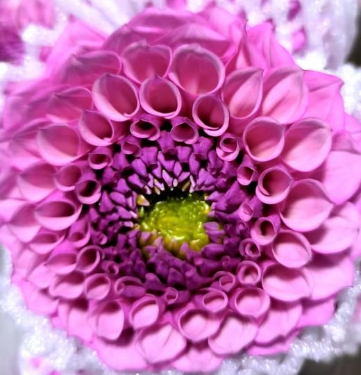 配花 | 大丽花玫瑰桃子 商品图0