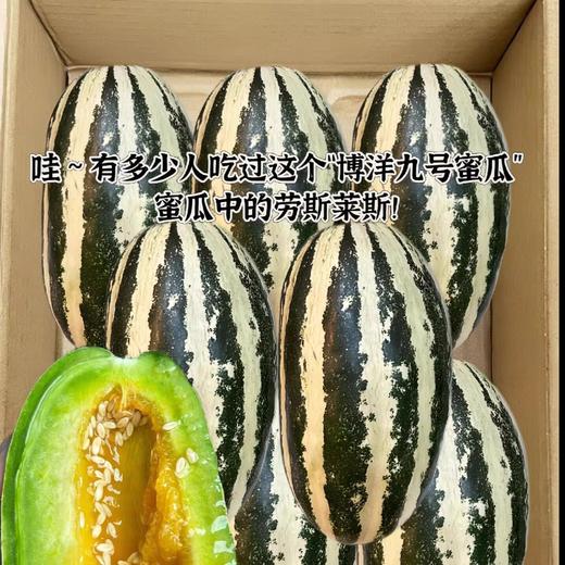 【山东博洋9号】包甜，头茬甜瓜，新鲜当季水果，香瓜蜜瓜羊角脆，产地直发 商品图2