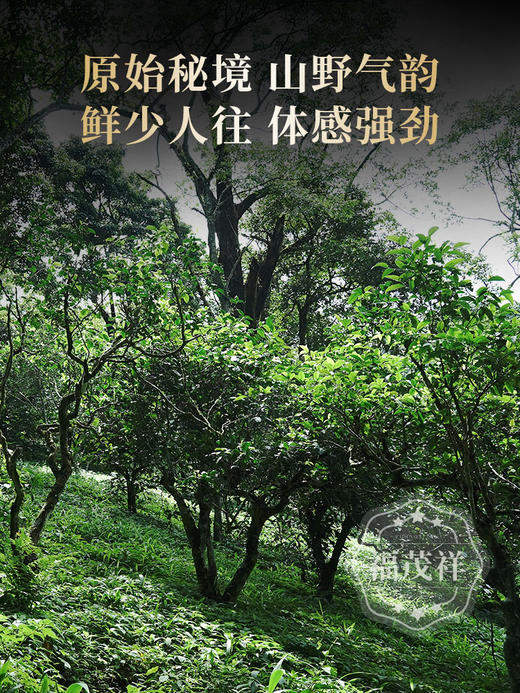 【易武之巅】原始秘境 山野气韵 2024年春茶易武黑水梁子古树普洱茶生茶茶饼200g 商品图2