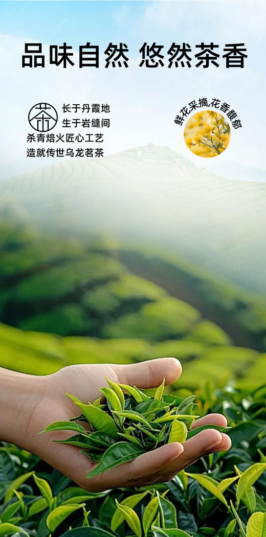 神探伍伍金桂乌龙豆乳茶/茉莉龙井豆乳茶天奶茶0蔗糖添加下午茶早餐休闲200g/盒 商品图5