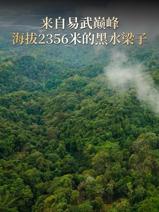 【易武之巅】原始秘境 山野气韵 2024年春茶易武黑水梁子古树普洱茶生茶茶饼200g 商品图1