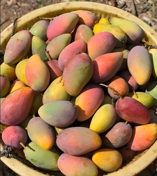 【会员17.5/斤】海南空运树熟贵妃芒芒果 商品图1