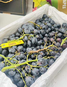 神秘梦境黑提🍇酥脆多汁、纯甜无酸