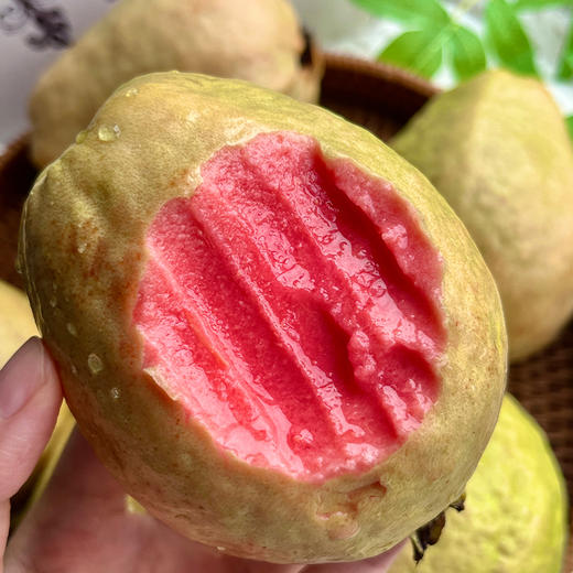 【潮汕双色芭乐】产自广东汕头，轻食界新宠，外皮清薄通透，脆软两吃，软糯温润 商品图5