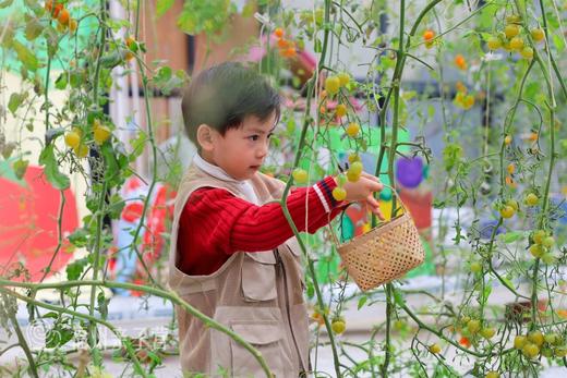 【窑烤披萨半日独立营】番茄探秘、窑烤披萨、摘鲜果、学扦插，解锁自然新技能，4岁+就可参加！ 商品图1