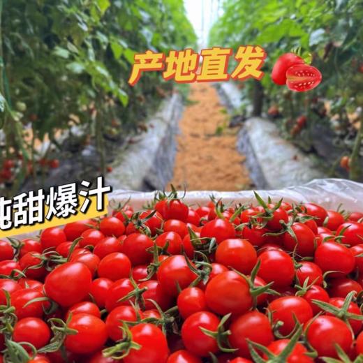 釜山88小番茄，正宗千禧玲珑圣女果，迷你樱桃番茄，超甜小西红柿小蕃茄 商品图4