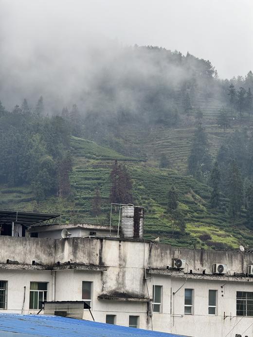 【绿茶中的“爱马仕”】保靖黄金茶8号 海鲜汤  50g/250g/500g 商品图2