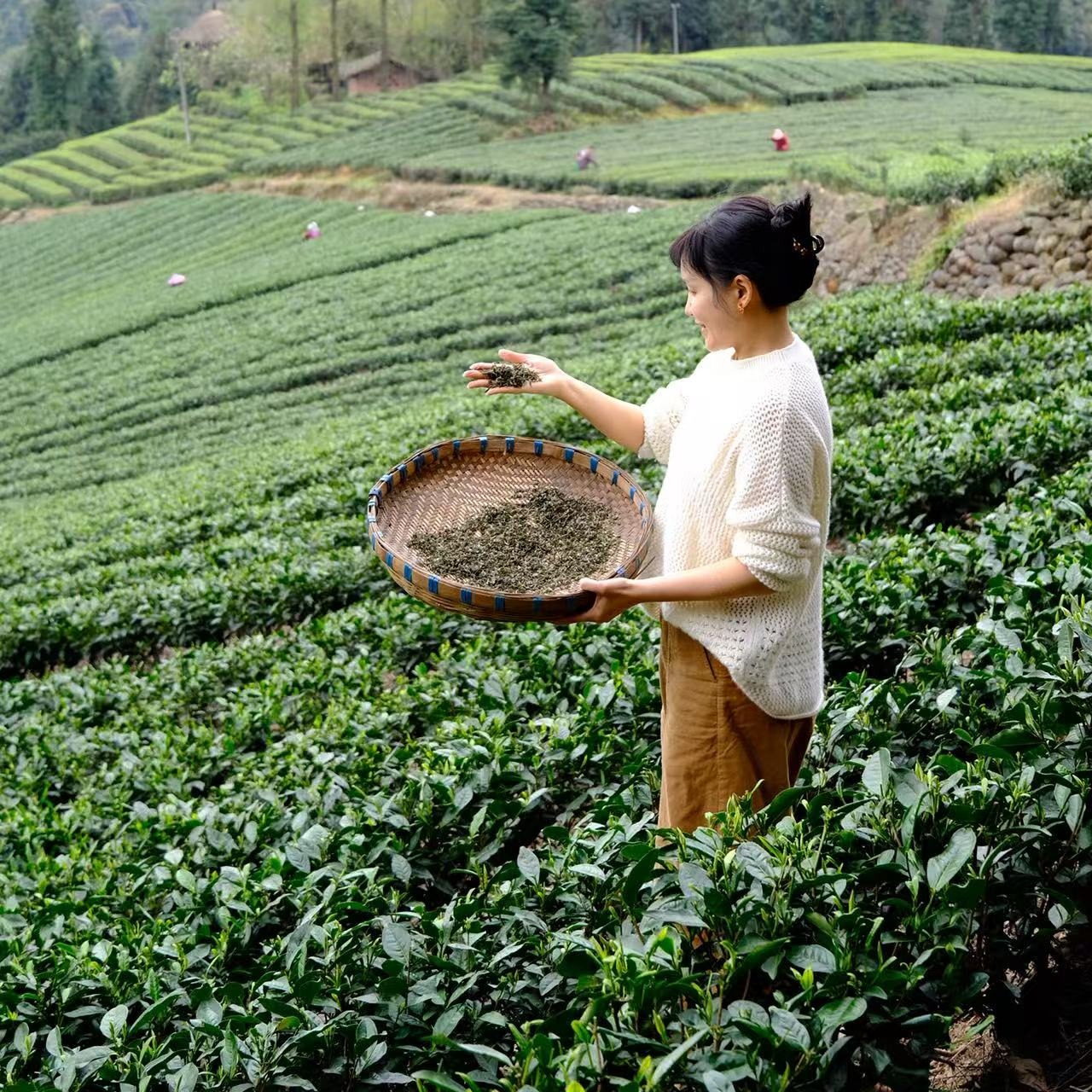 【2026头茬蒙顶甘露】非遗传承人魏老师私茶，国家地标产品，非市面流通货， 五代非遗传承，手工烘焙温性绿茶