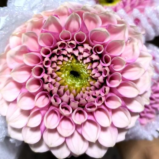 大丽花 | 粉蝶舞 商品图0