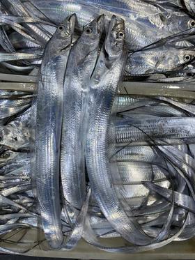 xm【超低价，100%鲜度，靓货！！！】刚回来的海钓小带鱼，肉质鲜嫩好吃，干煎真的巨巨巨香，也可以红烧顺丰 活冻锁鲜发货