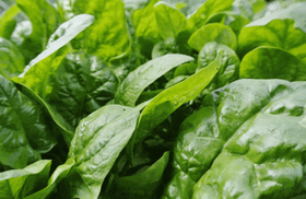  最适合补钙的春天，这几种菜建议多吃