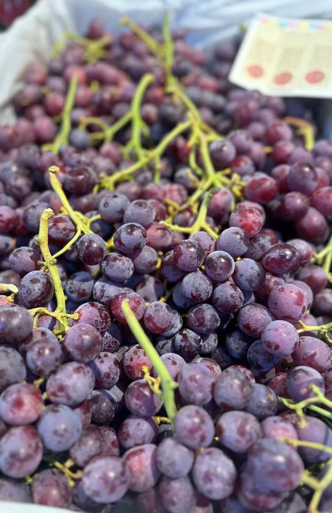 【会员36.5/斤】澳大利亚进口甜蜜庆典无籽红提