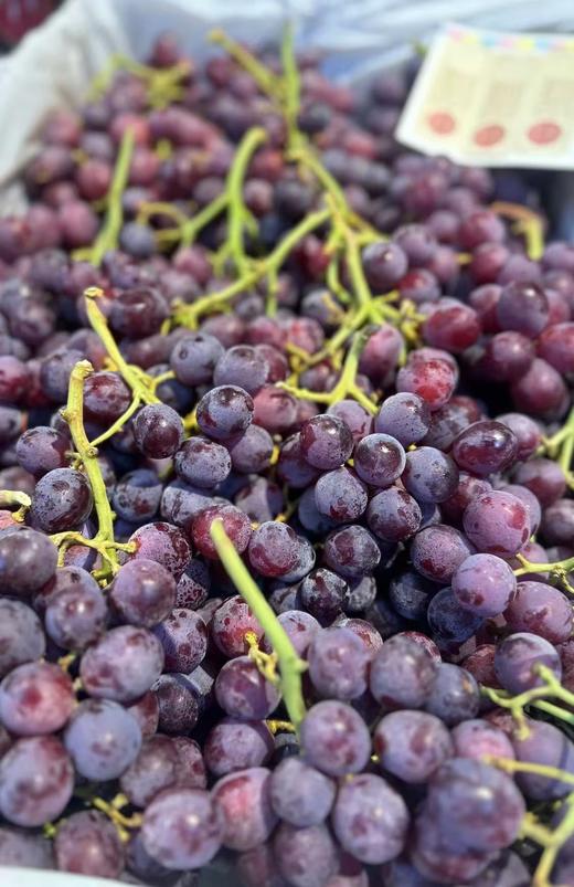 【会员36.5/斤】澳大利亚进口甜蜜庆典无籽红提 商品图0