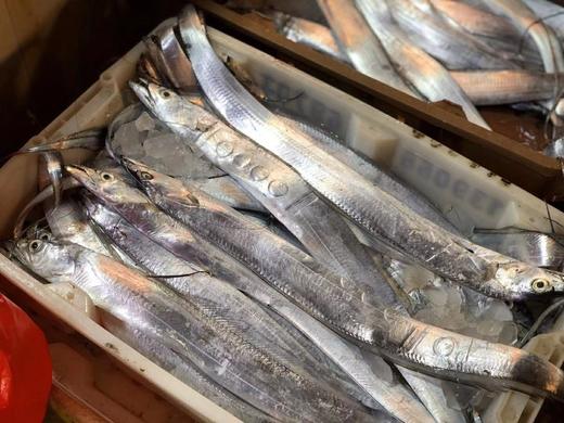 xm【超低价，100%鲜度，靓货！！！】刚回来的海钓小带鱼，肉质鲜嫩好吃，干煎真的巨巨巨香，也可以红烧顺丰 活冻锁鲜发货 商品图1