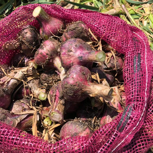 云南紫皮多瓣蒜（新鲜大蒜） 商品图7