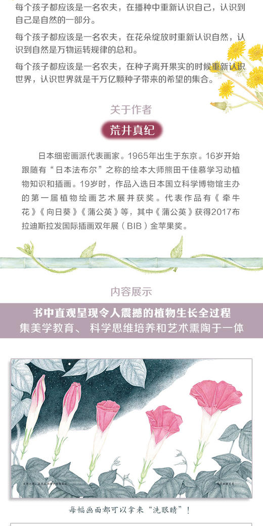 牵牛花 商品图2