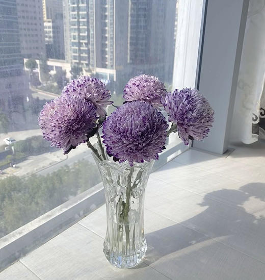 72小时顺丰云南发货【富贵牡丹菊】花头直径约7cm，花枝长60cm，花语：圆满、浓情、富贵！春季迎进牡丹菊，今年富贵盈盈~新年喜庆又好看⭕本来实发4支，为防止运输途中磕碰损伤，现改为实发5支⭕鲜花 商品图3