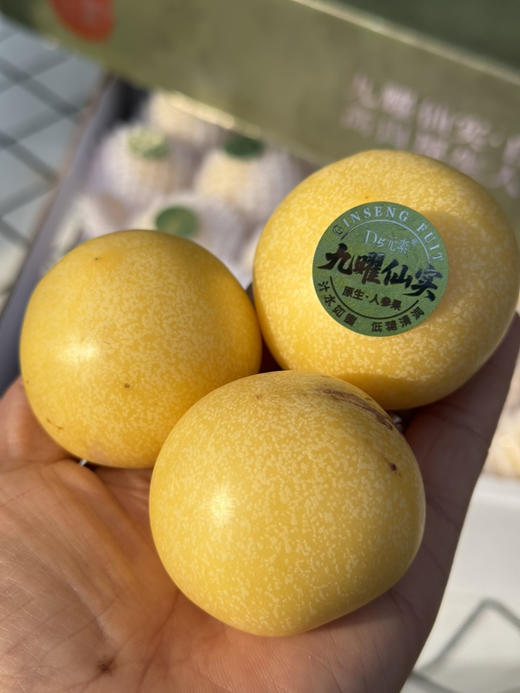 云南原生人参果 商品图4