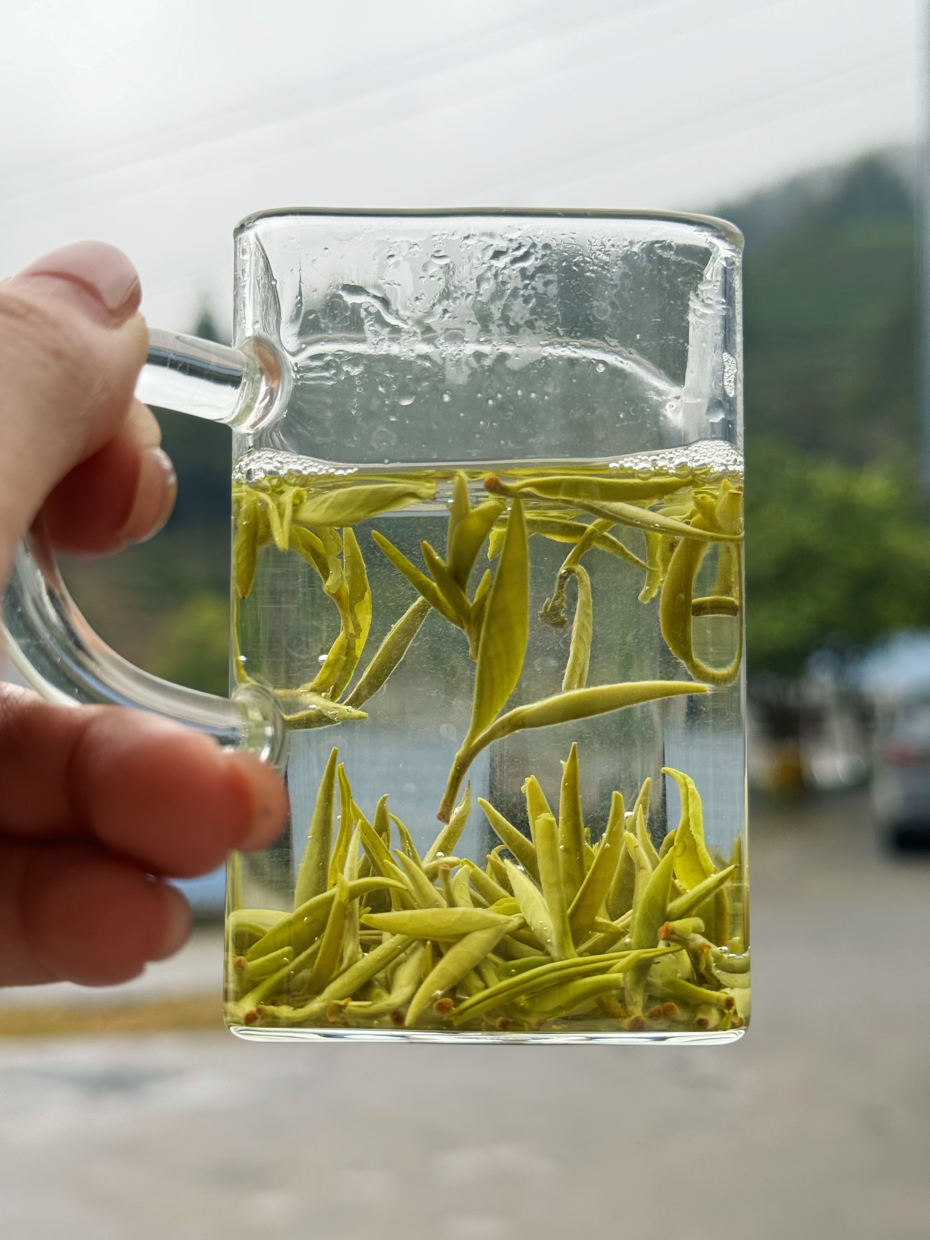 【绿茶中的“爱马仕”】保靖黄金茶8号 海鲜汤  50g/250g/500g