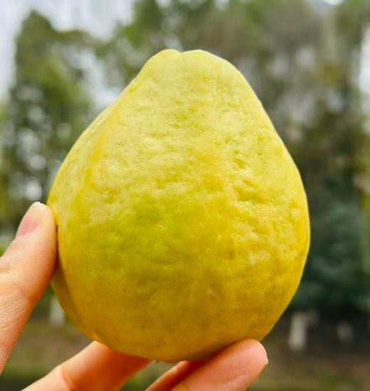 🌹盐芭®️树上熟奶油芭乐；来自海峡硒都、世界长寿乡的千亩果园🌲真正扎根海边盐碱地，观海听涛长大的芭乐😍软糯丝滑、入口即化、奶油口感～配着酸酶粉另一番风味~ 商品图0