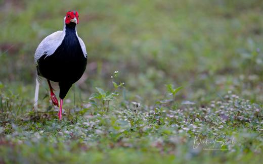 秘境鸟摄｜福建永安 国宝级鸟类生态摄影团（5天4晚） 商品图2