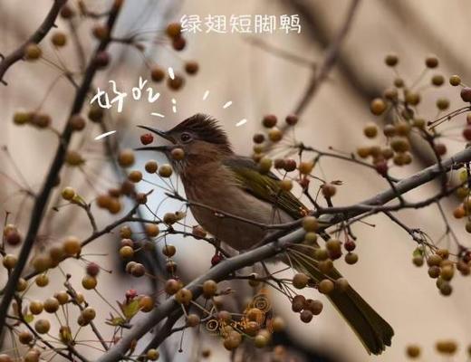 暑假开团❗️【从前有座山：峨眉山小小博物2天1晚科考营】中科院博士带队；峨眉山旗舰动物-藏酋猴观察；中英双语自然课堂；峨眉地址小勘探员；野外科考技能解锁；沉浸式山时浦小倾锐；飞拉达户外挑战 商品图7