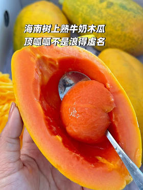 海南树熟蜂糖木瓜
