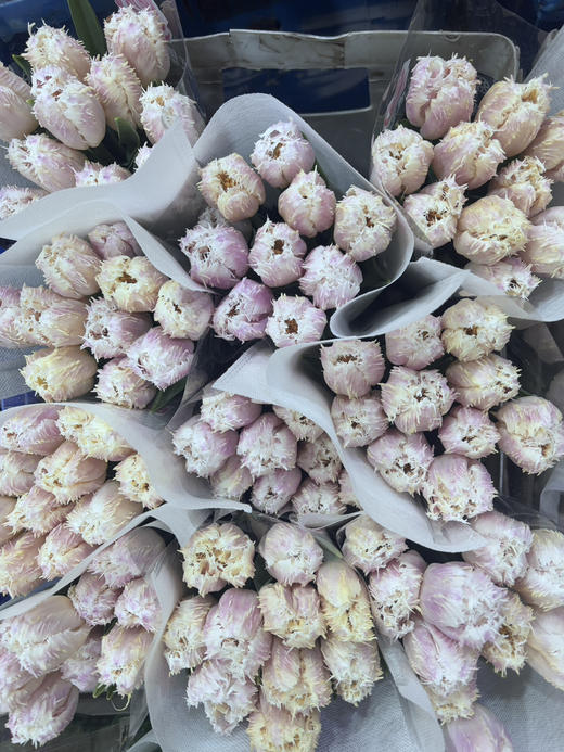 【国产郁金香】丽贝卡 10枝/扎 商品图8