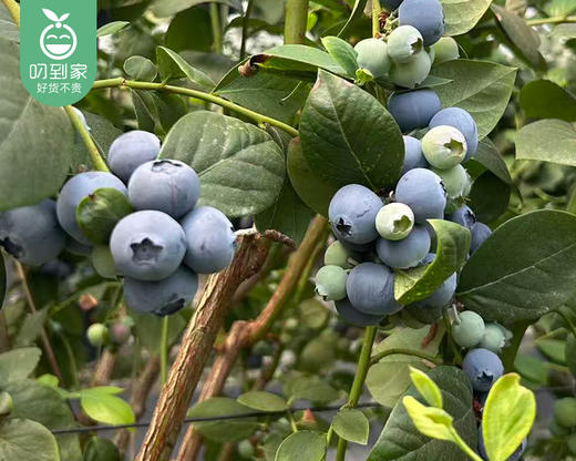 【到手3盒】云南怡颗莓蓝莓（中果14+）/1份（约125g*3盒） 商品图2