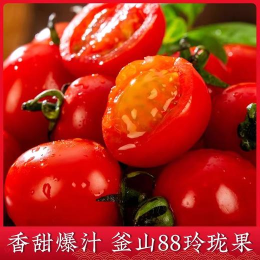 釜山88小番茄，正宗千禧玲珑圣女果，迷你樱桃番茄，超甜小西红柿小蕃茄 商品图0