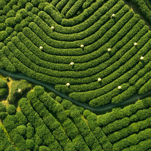 雨前一级龙井茶 （杭州产区） 商品图3