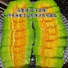 【山东博洋9号】包甜，头茬甜瓜，新鲜当季水果，香瓜蜜瓜羊角脆，产地直发 商品缩略图3