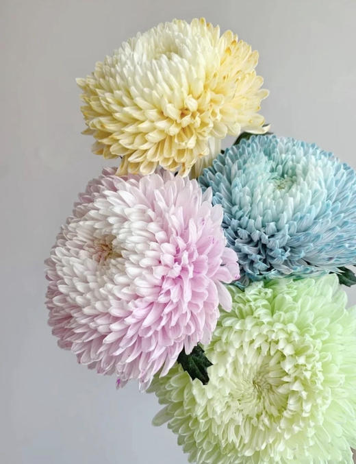 72小时顺丰云南发货【富贵牡丹菊】花头直径约7cm，花枝长60cm，花语：圆满、浓情、富贵！春季迎进牡丹菊，今年富贵盈盈~新年喜庆又好看⭕本来实发4支，为防止运输途中磕碰损伤，现改为实发5支⭕鲜花 商品图7