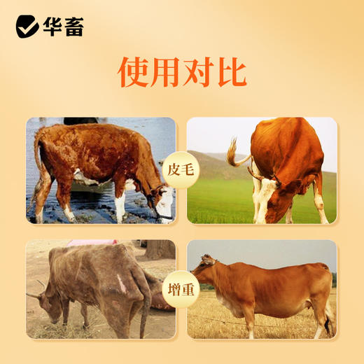 华畜瘤胃宝健胃开胃动力牛羊胀气反刍过料催肥增重开胃饲料添加剂 商品图3