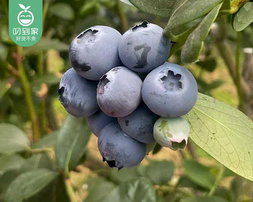 【到手3盒】云南怡颗莓蓝莓（中果14+）/1份（约125g*3盒） 商品图1