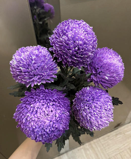 72小时顺丰云南发货【富贵牡丹菊】花头直径约7cm，花枝长60cm，花语：圆满、浓情、富贵！春季迎进牡丹菊，今年富贵盈盈~新年喜庆又好看⭕本来实发4支，为防止运输途中磕碰损伤，现改为实发5支⭕鲜花 商品图0