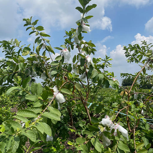 【潮汕双色芭乐】产自广东汕头，轻食界新宠，外皮清薄通透，脆软两吃，软糯温润 商品图6
