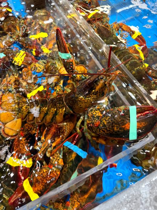 xm{新鲜刚到货！只只爆肉 纯福利！！！}深海大波龙虾🦞肉厚拒绝空壳，清蒸、芝士焗、蒜蓉都绝配， 家庭聚餐、朋友小聚，气场直接拉满，顺丰活冻冷链安排寄走~ 商品图2