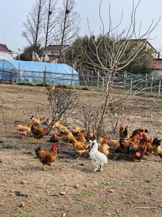 一年份家庭生态禽类认养计划 商品图1