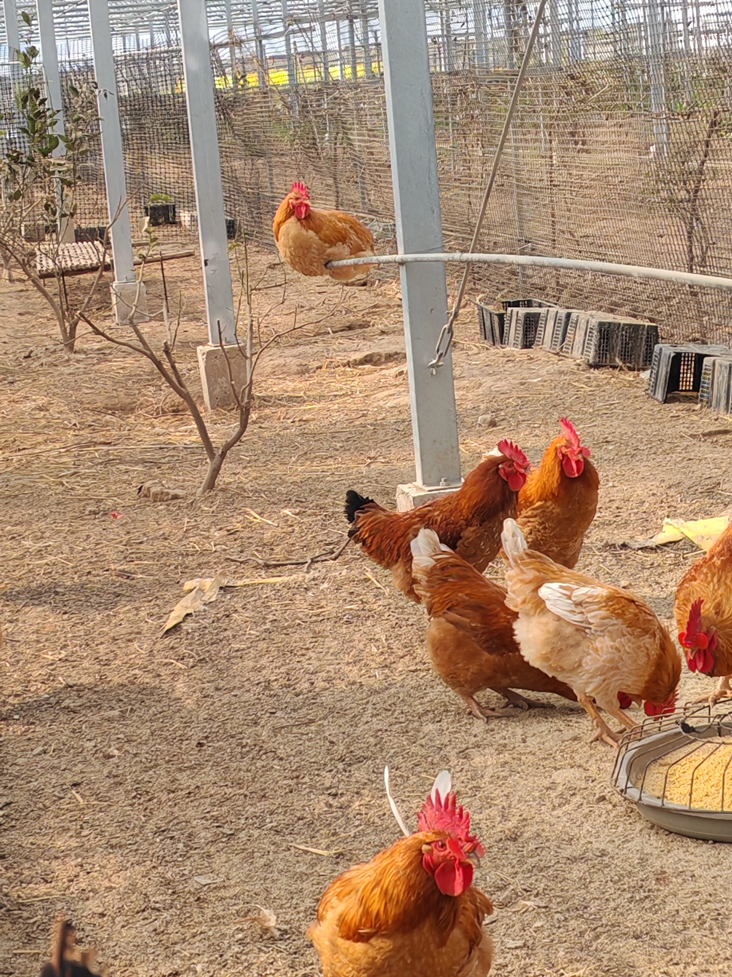 一年份家庭生态禽类认养计划