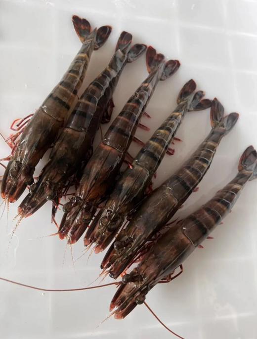 &深海大黑虎虾🦐超级靓，肉质紧实Q弹油焖白灼红烧皆可！新鲜活冻 商品图3