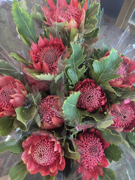 【贵族之花】海神花  单枝 商品图13