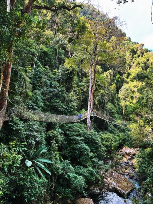 3月23日中午12点【老挝荒野王】【春茶预售】2026年老挝荒野王重磅预售来袭首年合作与茶农高额补贴尝鲜357克/饼 拍5发6 商品图1