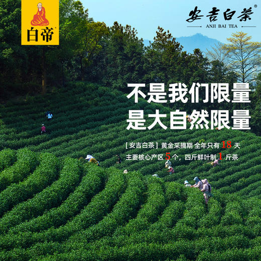 绿茶中的“白、富、美”：正宗白帝安吉白茶 商品图7