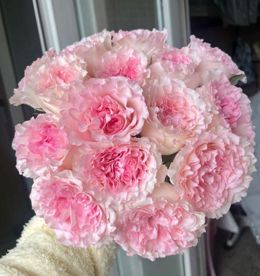 周末鲜花日~🌹【玫瑰花】云南鲜花基地直发，15种玫瑰可选~72小时内发货，一份10支，花枝长40-50CM 商品图3