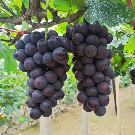 [最农公社]京东到家|辽宁巨峰葡萄【非串装】新鲜葡萄整件包邮当季水果葡萄 商品图2