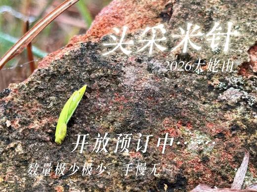 【2026春茶预订】2026头采米针预订，毫香浓郁，汤水稠润，清清的，鲜鲜的，嫩嫩的，充满了山野的野性与灵气 商品图0