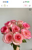 周末鲜花日~🌹【玫瑰花】云南鲜花基地直发，15种玫瑰可选~72小时内发货，一份10支，花枝长40-50CM 商品缩略图8