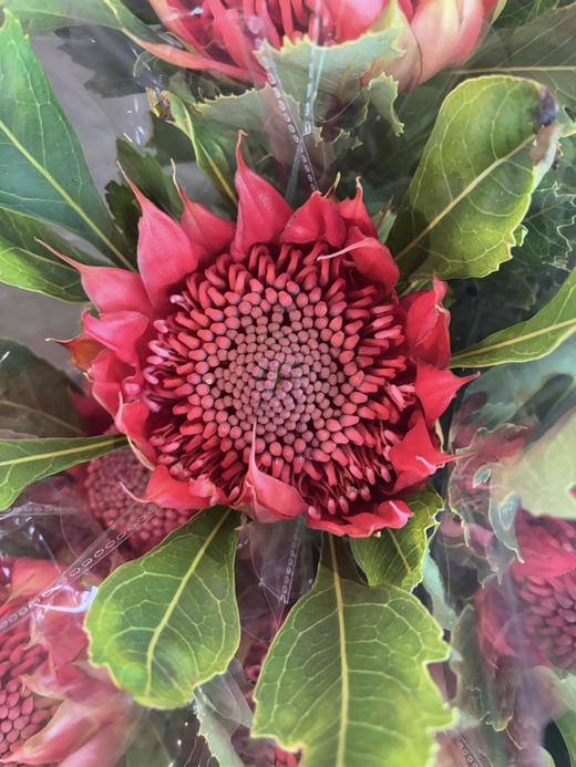 【贵族之花】海神花  单枝 商品图12