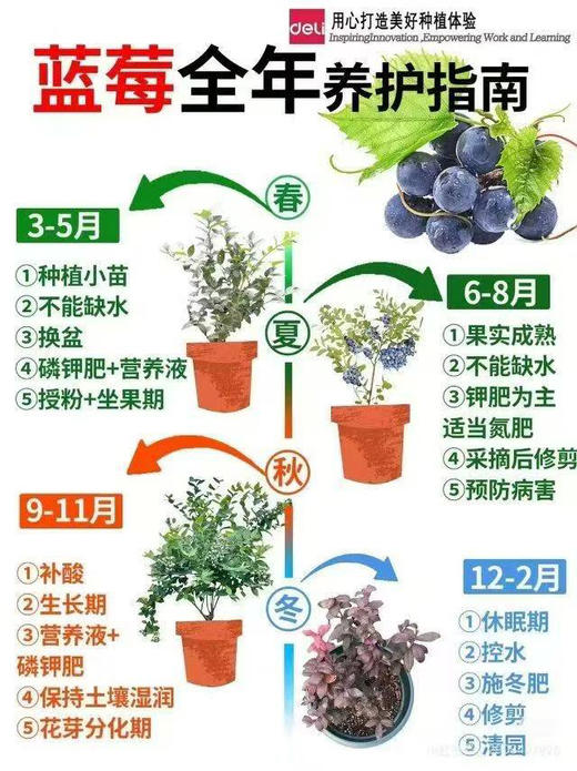 云南蓝莓树苗 商品图7